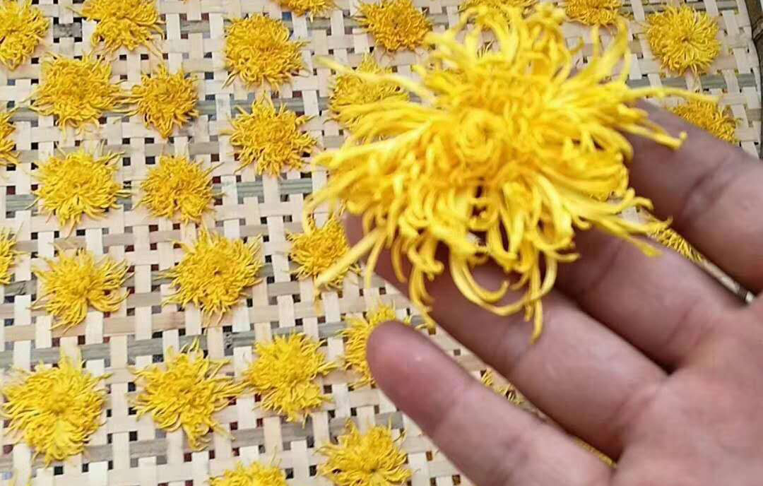 金丝菊烘干